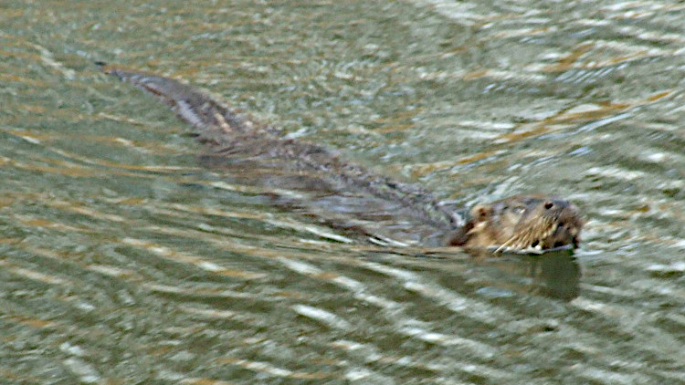 Today's Ruston House Image