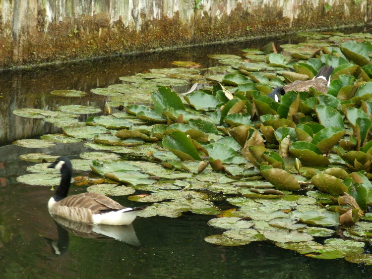 Geese in Lillies