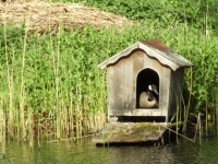 Duck House