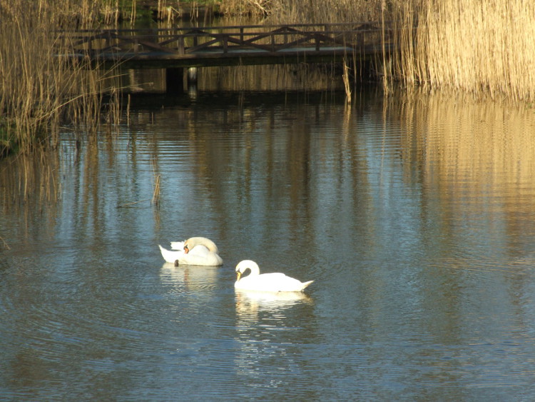Swan Ablutions