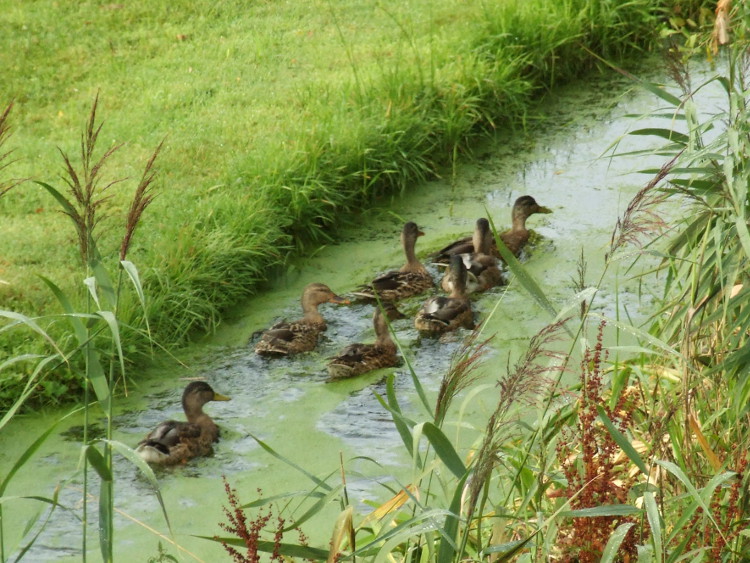 A Duck Family