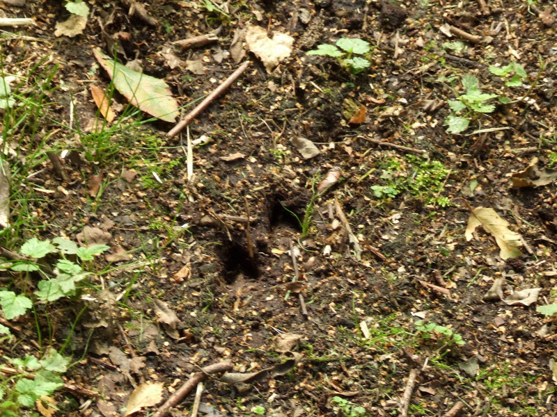 Deer Prints