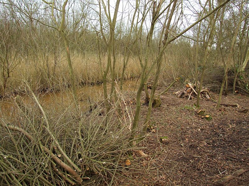 Behind The Reed Bed