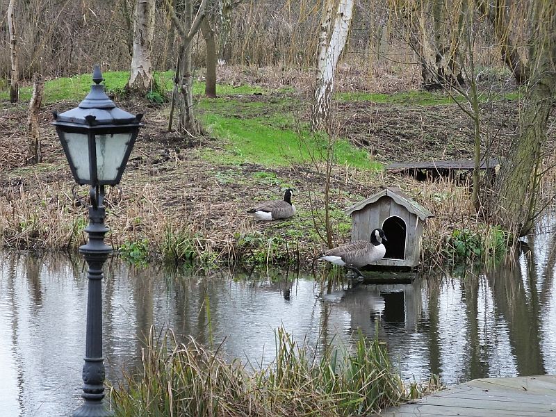 Geese Inspect the Duck House