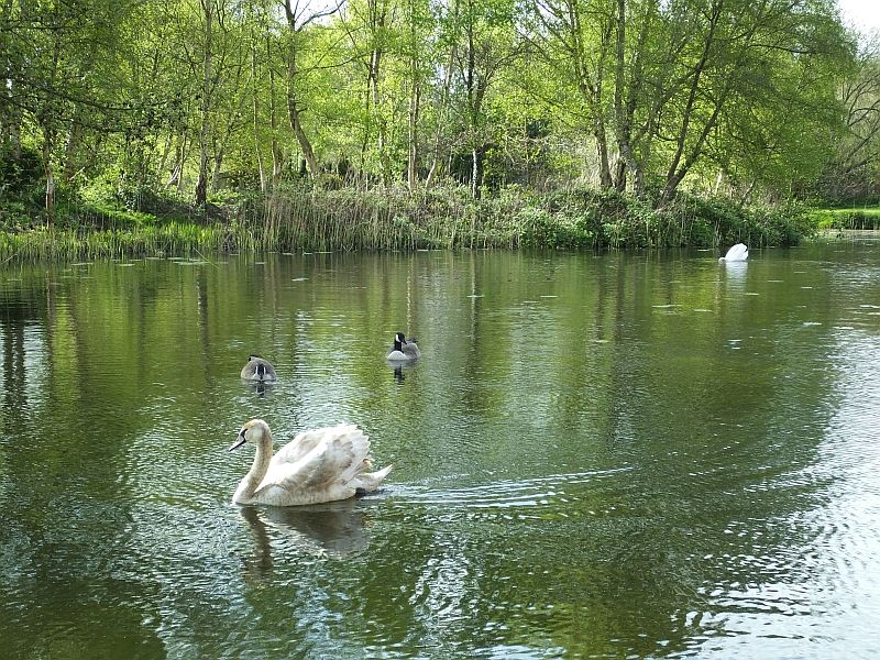 An Adult Swan Arrives
