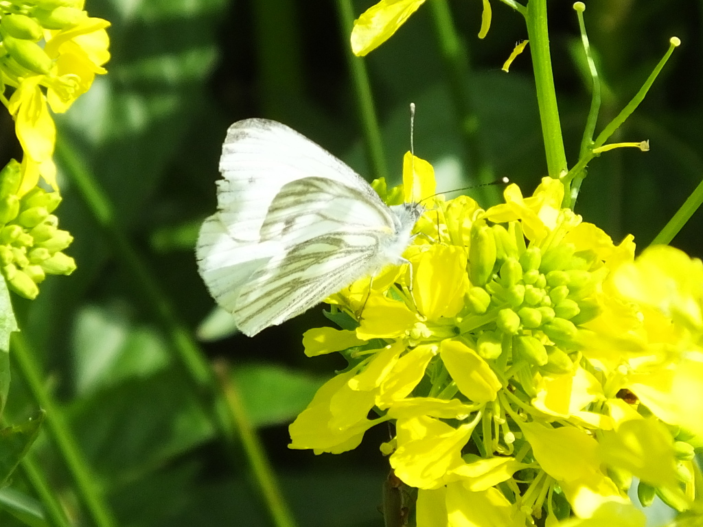 Green Viein White Butterfly