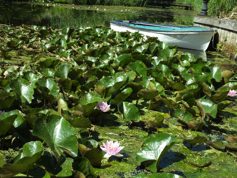 Lily Patch