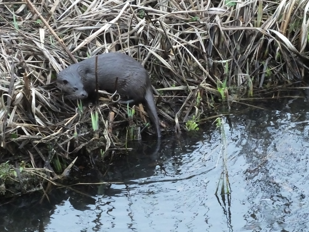 Otter Near House