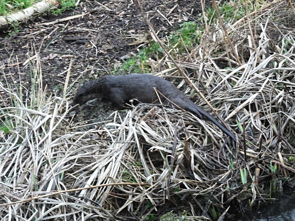 Otter Near House