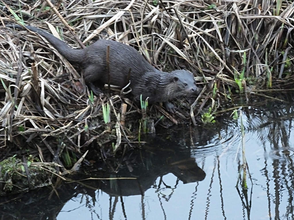 Otter Near House