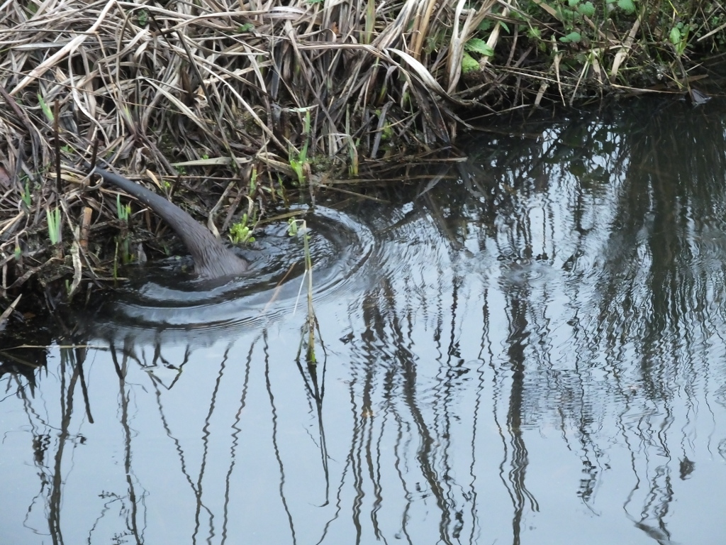 Otter Near House