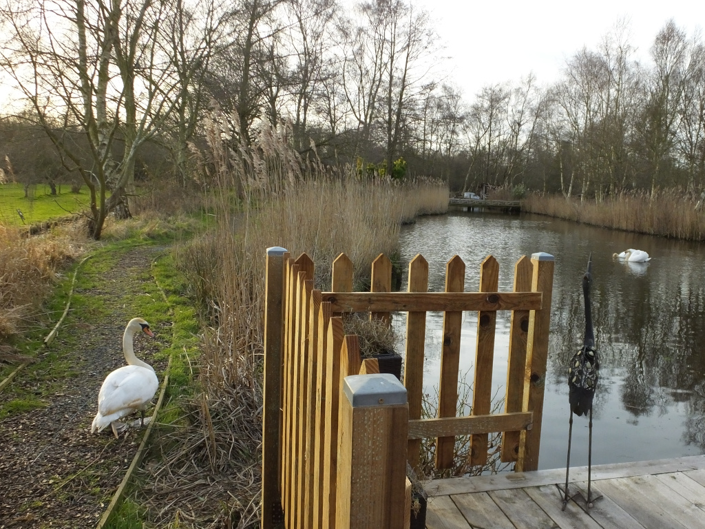 Swans in Stand Off