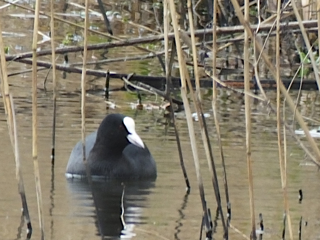 A Coot