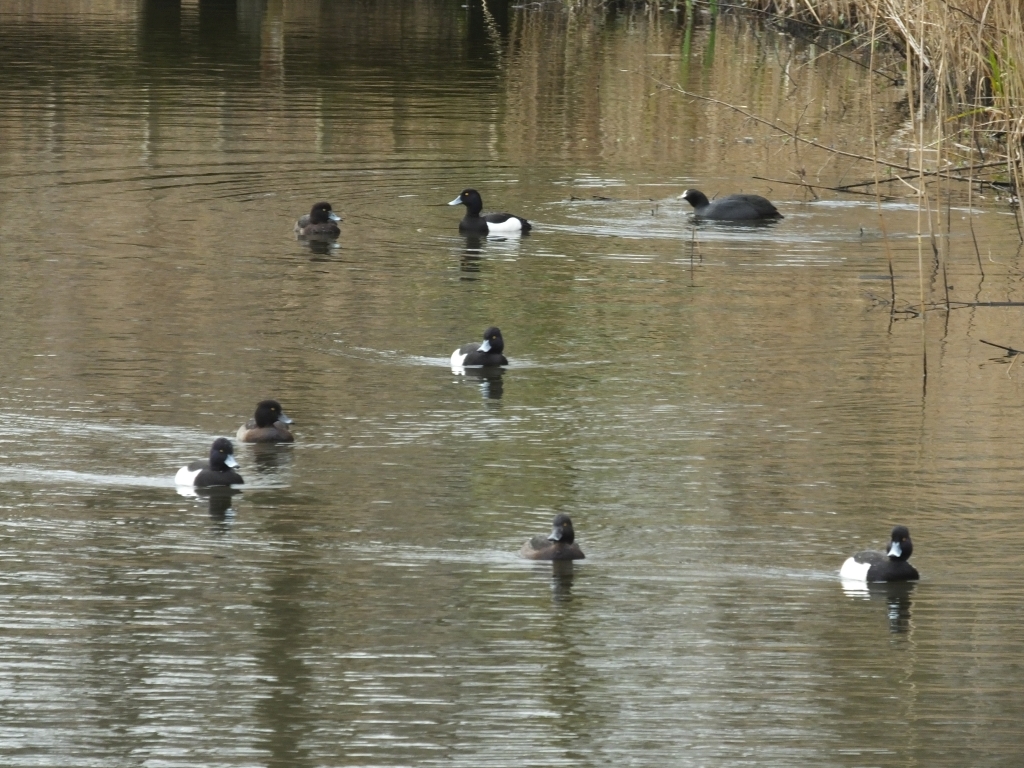 Coot and Tufted Ducks