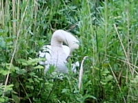 Swan Nest Site