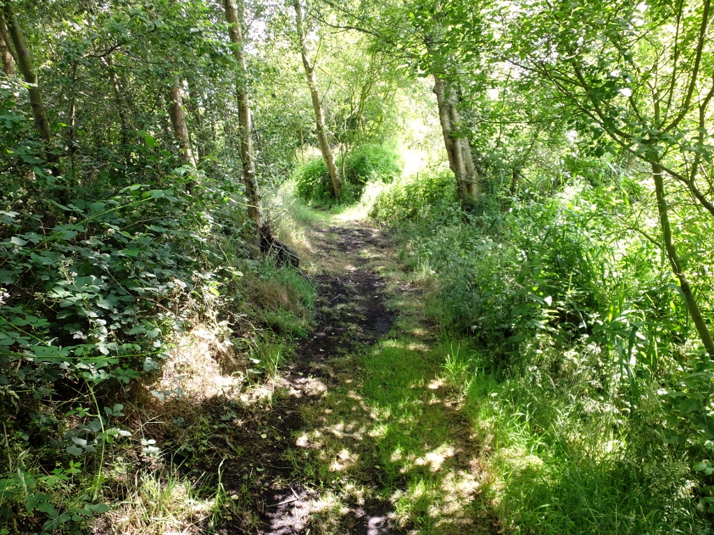 Behind the Ruston Bench