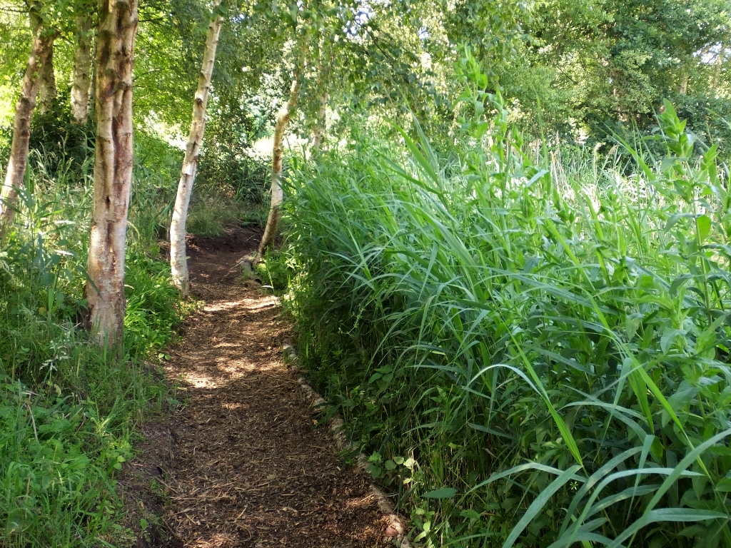 Along the Path Facing the Cottages