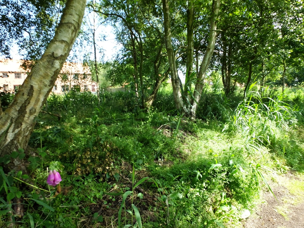 Proposed Viewing Platform Site