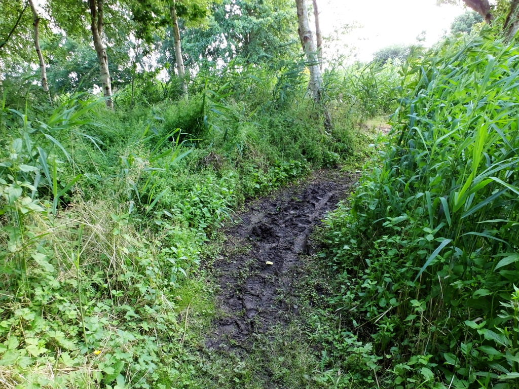 Start of Boggy Path