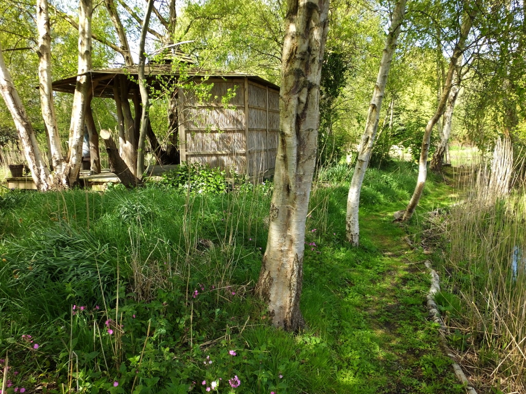 Path Behind Tree House