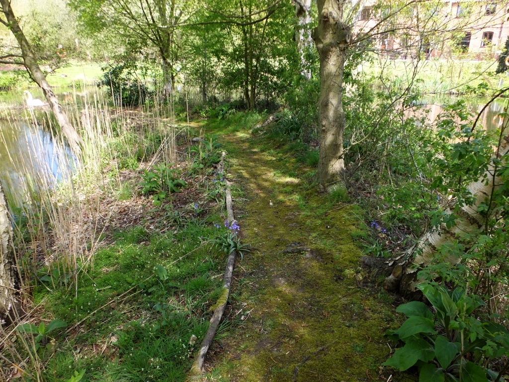 Approaching The Swan Nest