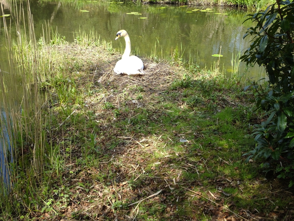 Swan On Nest