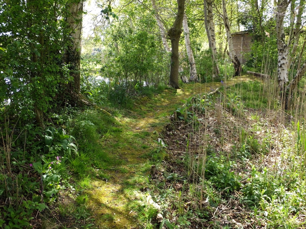 Returning From The Swan Nest