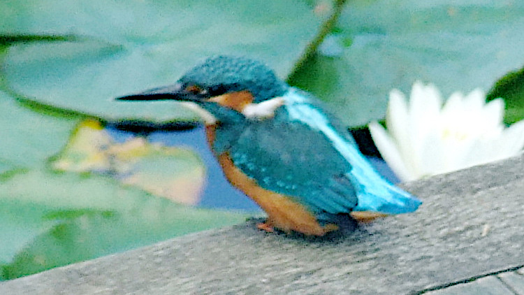 Today's Ruston House Image