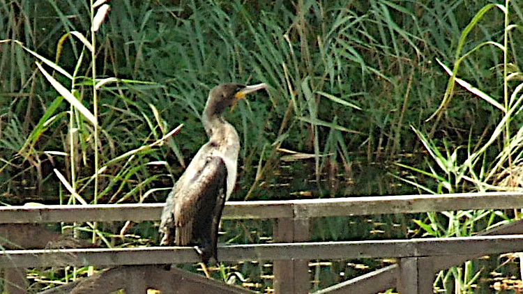 Today's Ruston House Image