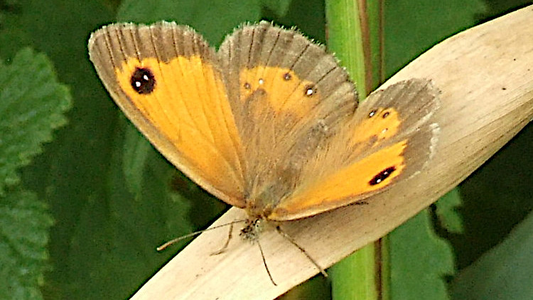 Today's Ruston House Image