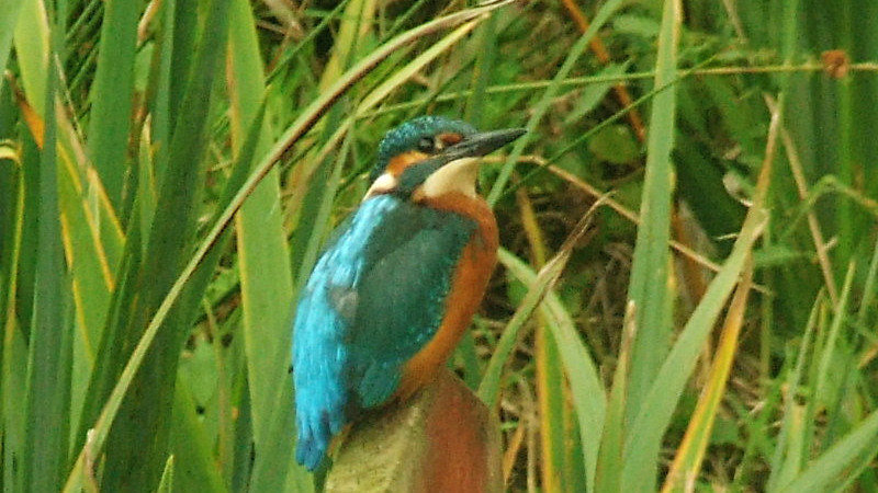 Today's Ruston House Image
