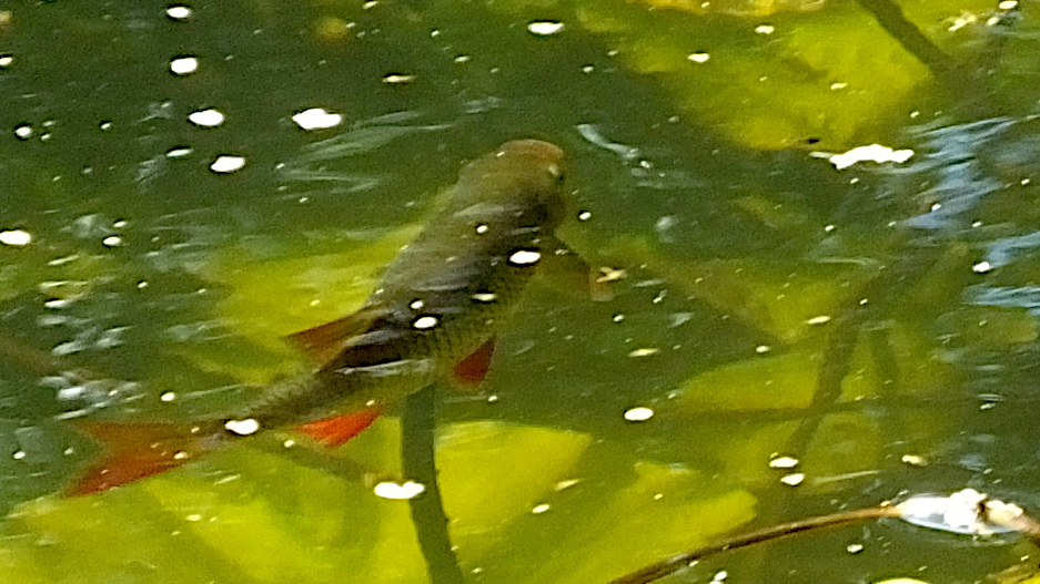 Today's Ruston House Image