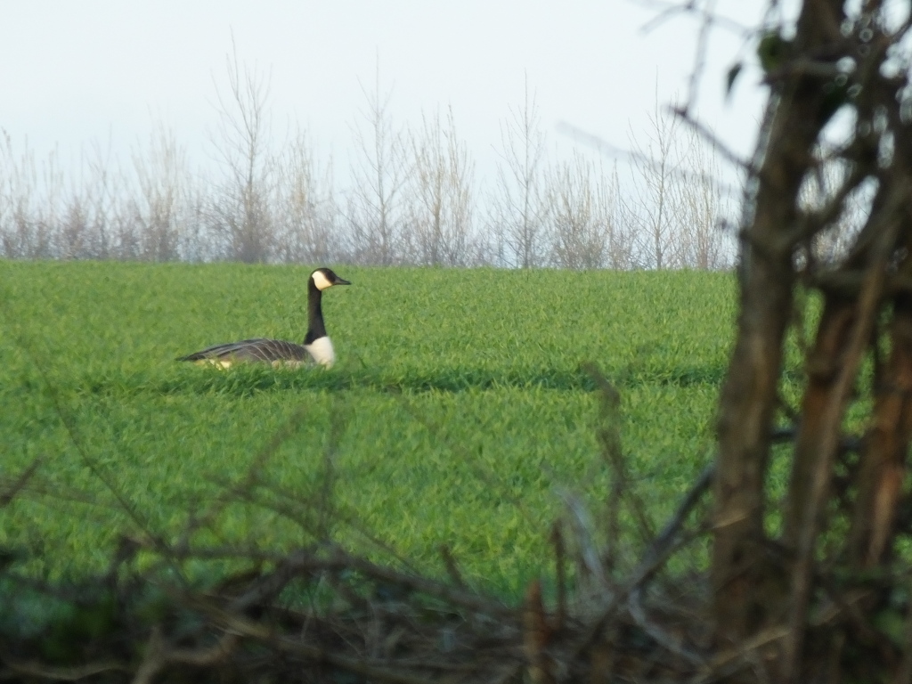 Goose In Field