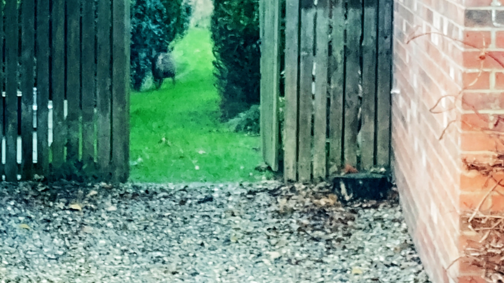 A Muntjac hiding under a hedge