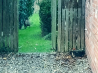 Muntjac