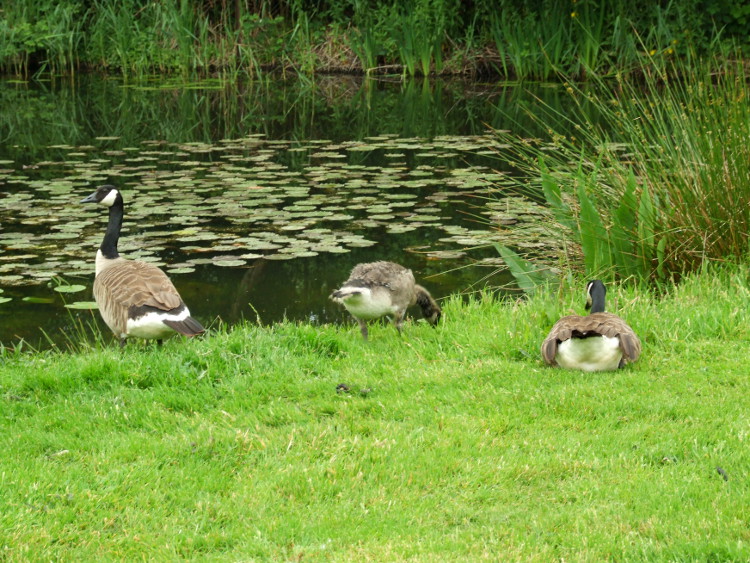 Young Goose and Parents