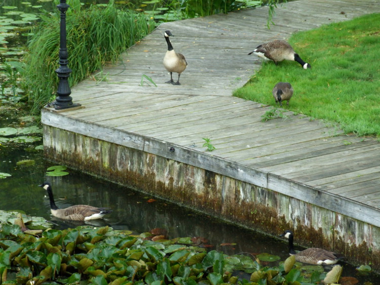 Geese on the Garden