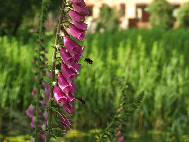 Bees on Foxgloves