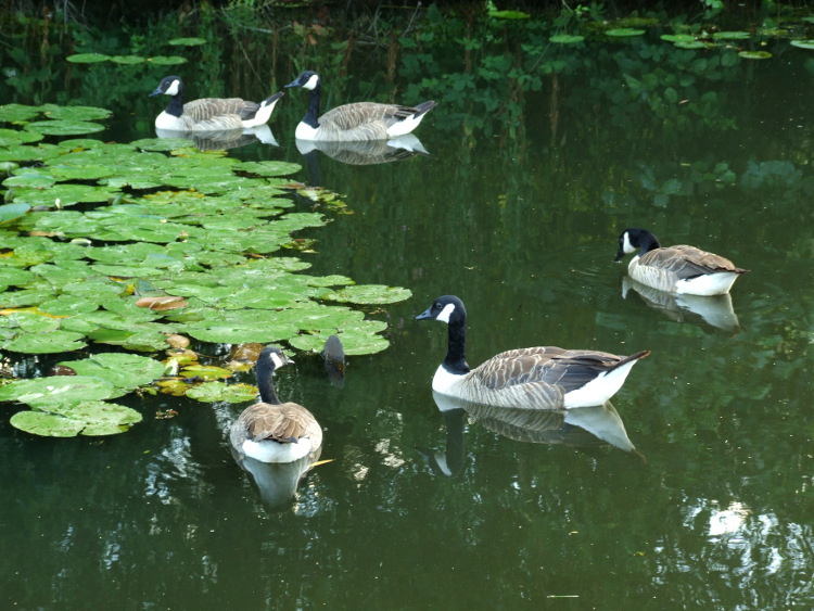 Five Canada Geese