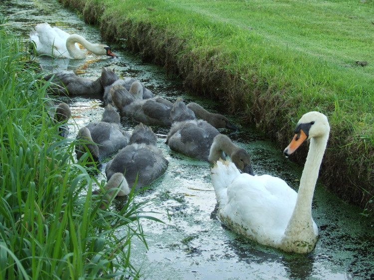 The Swan Family in the Dyke
