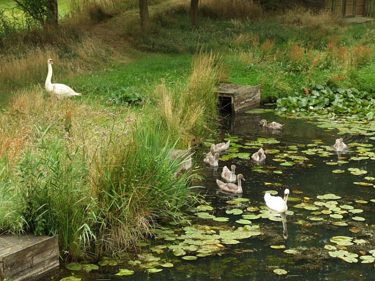 Swans Leaving the Lake