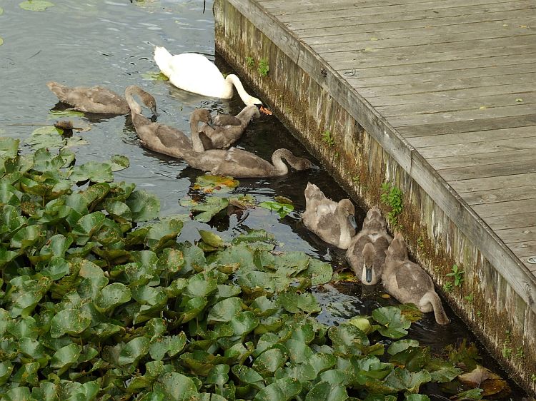 Swans Feeding