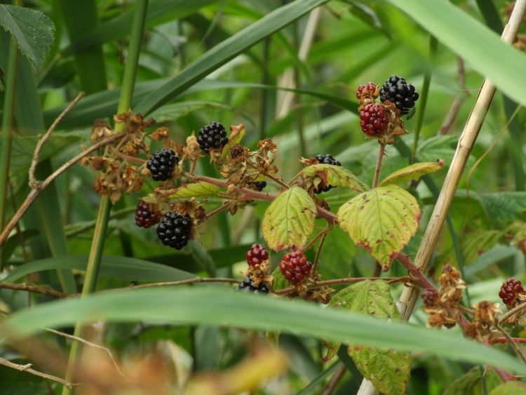 Blackberries - a few!