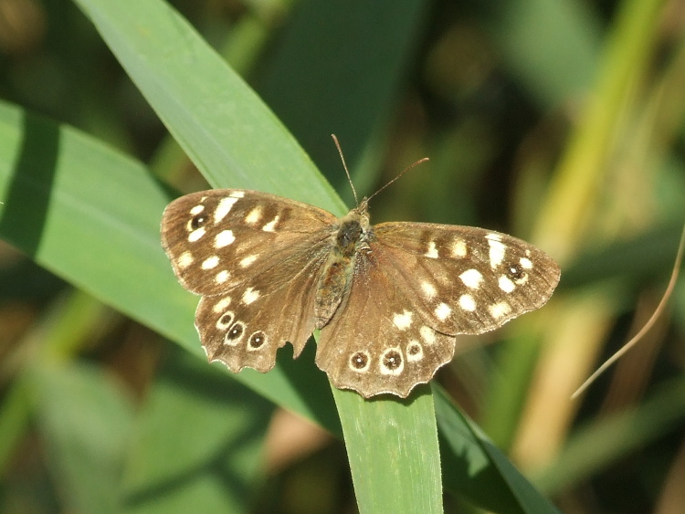 Speckled Wood
	Butterfly
