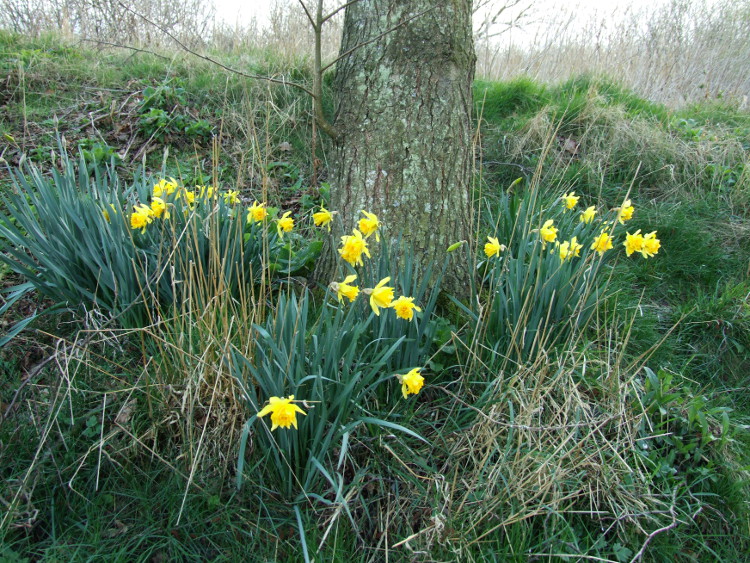 Daffodils by the Summer
		House