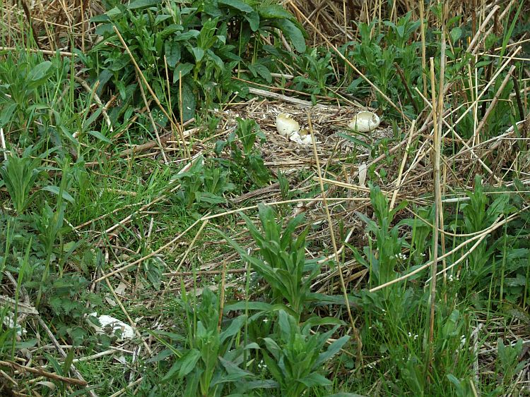 Goose Eggs Destroyed