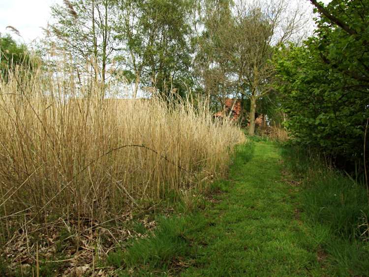 The Path Beside The Reed Bed