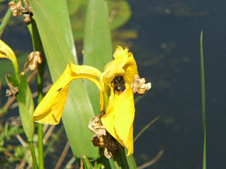 Bumble Bee in an Iris Flower