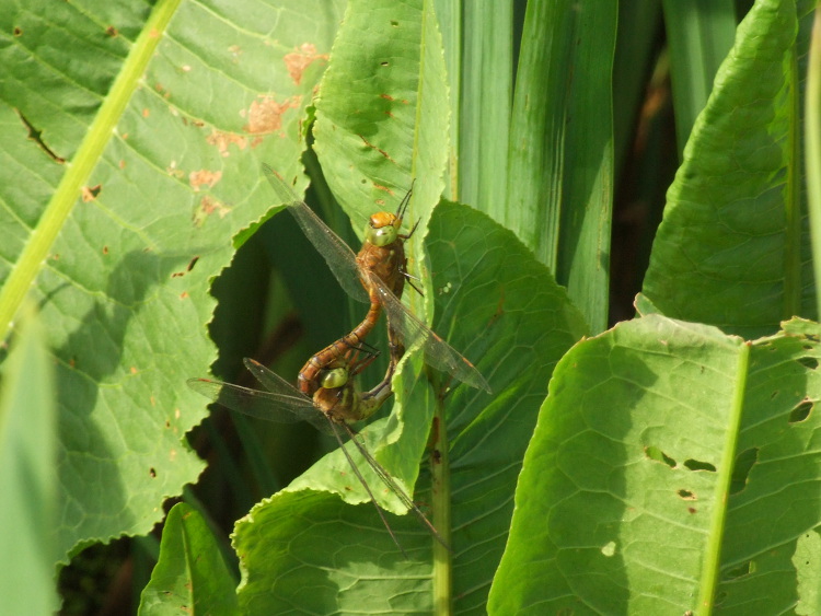 Norfolk Hawkers
		Mating