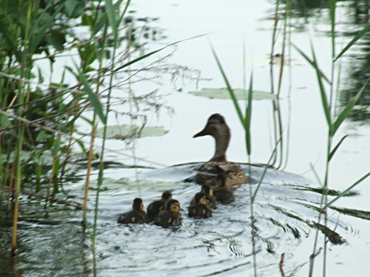 Mother and Six Ducklings